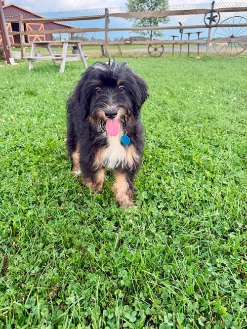 CHIFFON - Bernese Mountain Dog / Poodle (unknown type) for adoption in Wheeling