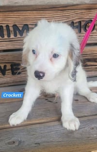 CROCKER - Photo 1
