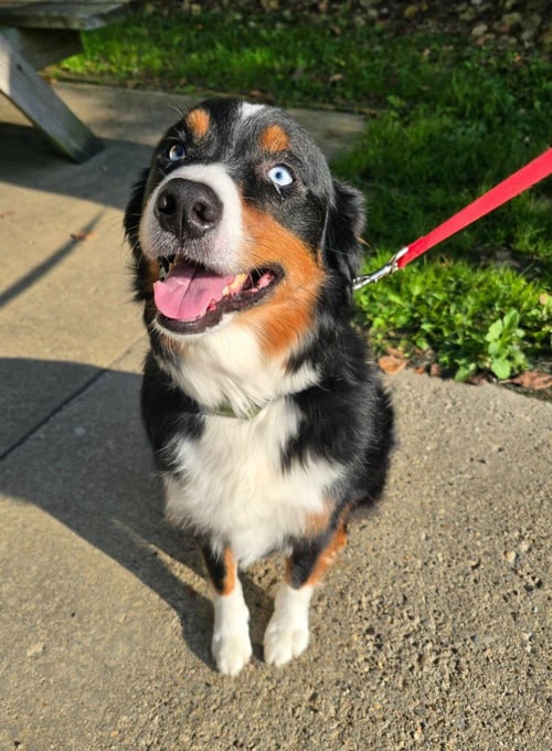 THOR - Australian Shepherd for adoption in Wheeling