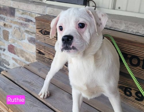 RUTHIE - English Bulldog / Beagle for adoption in Wheeling