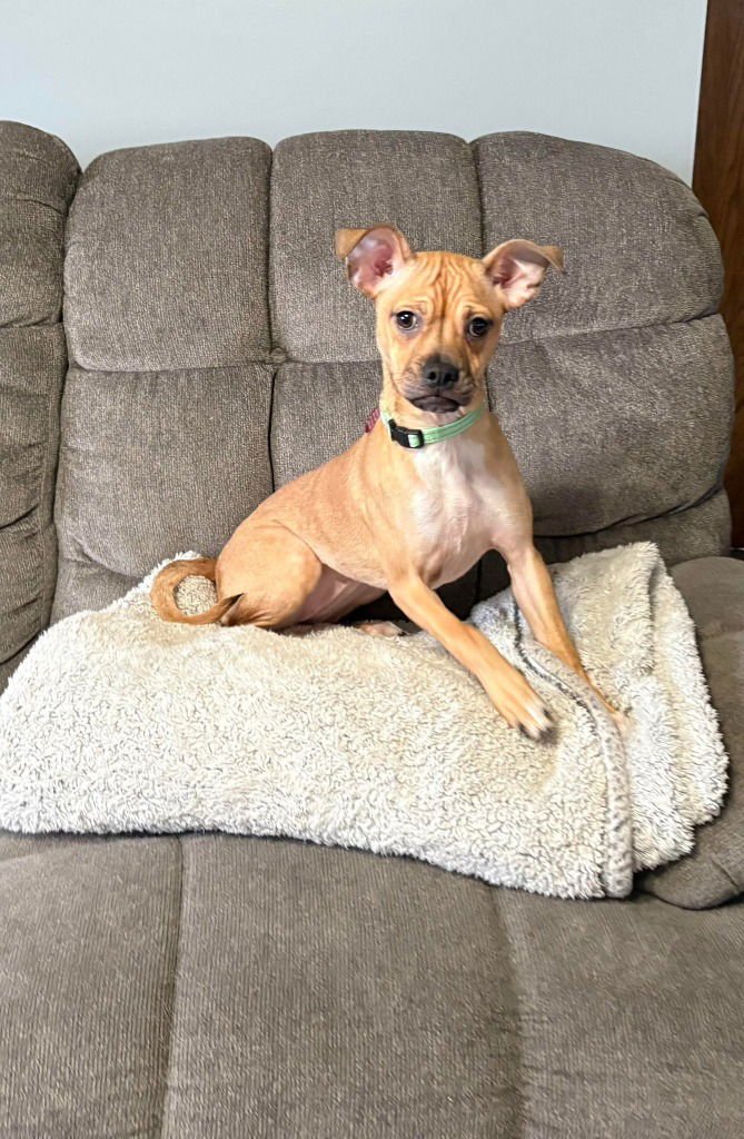 SPANX - Chihuahua available for adoption