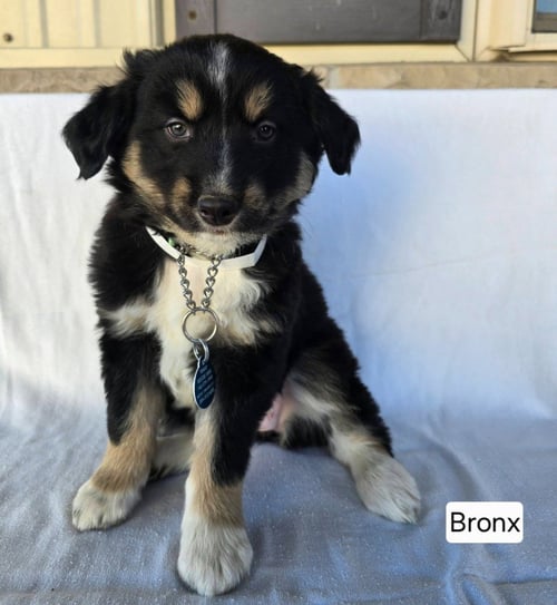 KATIE - German Shepherd Dog for adoption in Wheeling