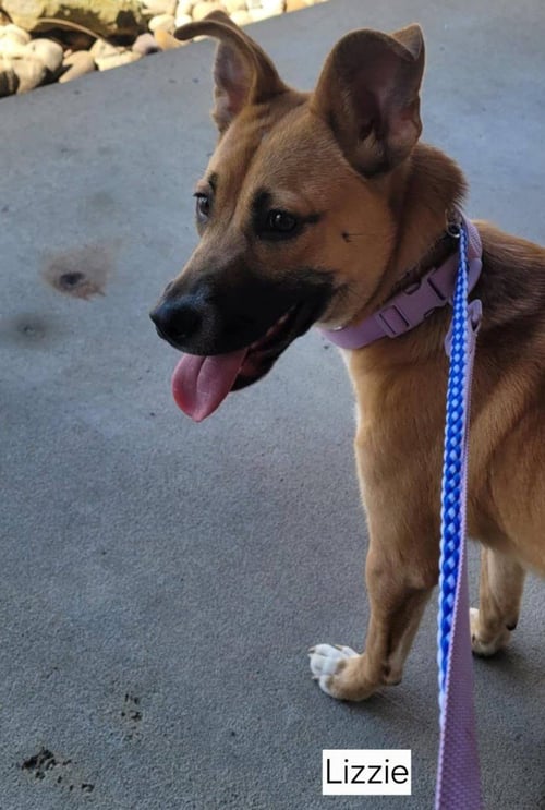 LIZZIE - Corgi / Husky for adoption in Wheeling