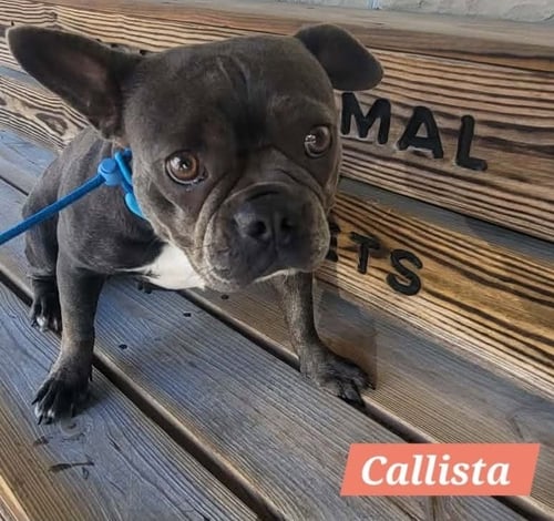 CALLISTA - French Bulldog / Boston Terrier for adoption in Wheeling
