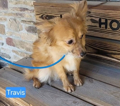 TRAVIS - Chihuahua available for adoption