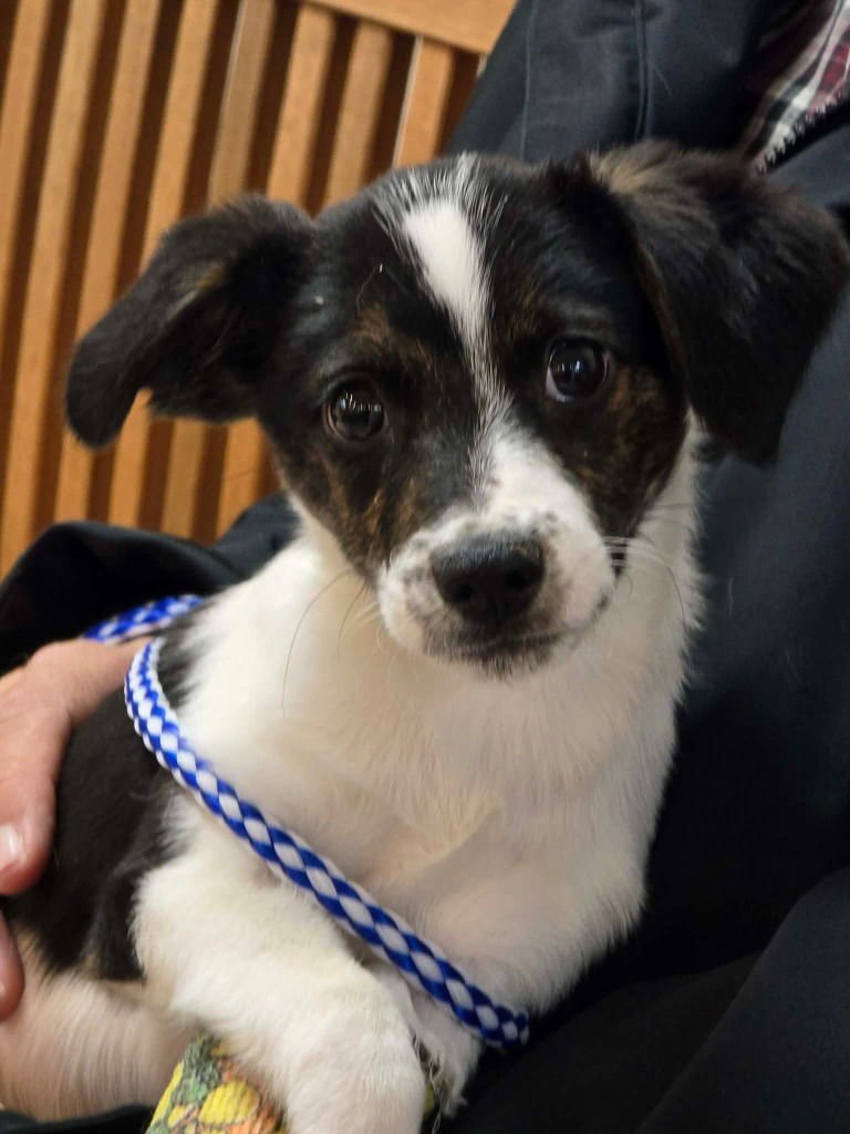 PRETZEL - Jack Russell Terrier available for adoption