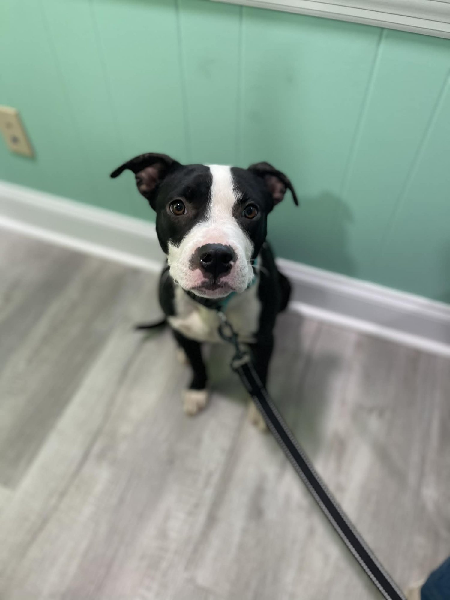 HAMILTON - Pit Bull Terrier / American Staffordshire Terrier available for adoption