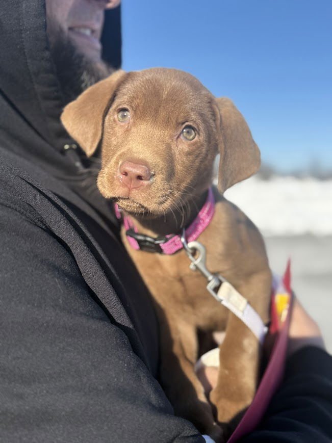 JUNIE - Labrador Retriever / Retriever available for adoption