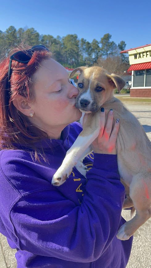 CRYSTAL - Husky / Shepherd available for adoption