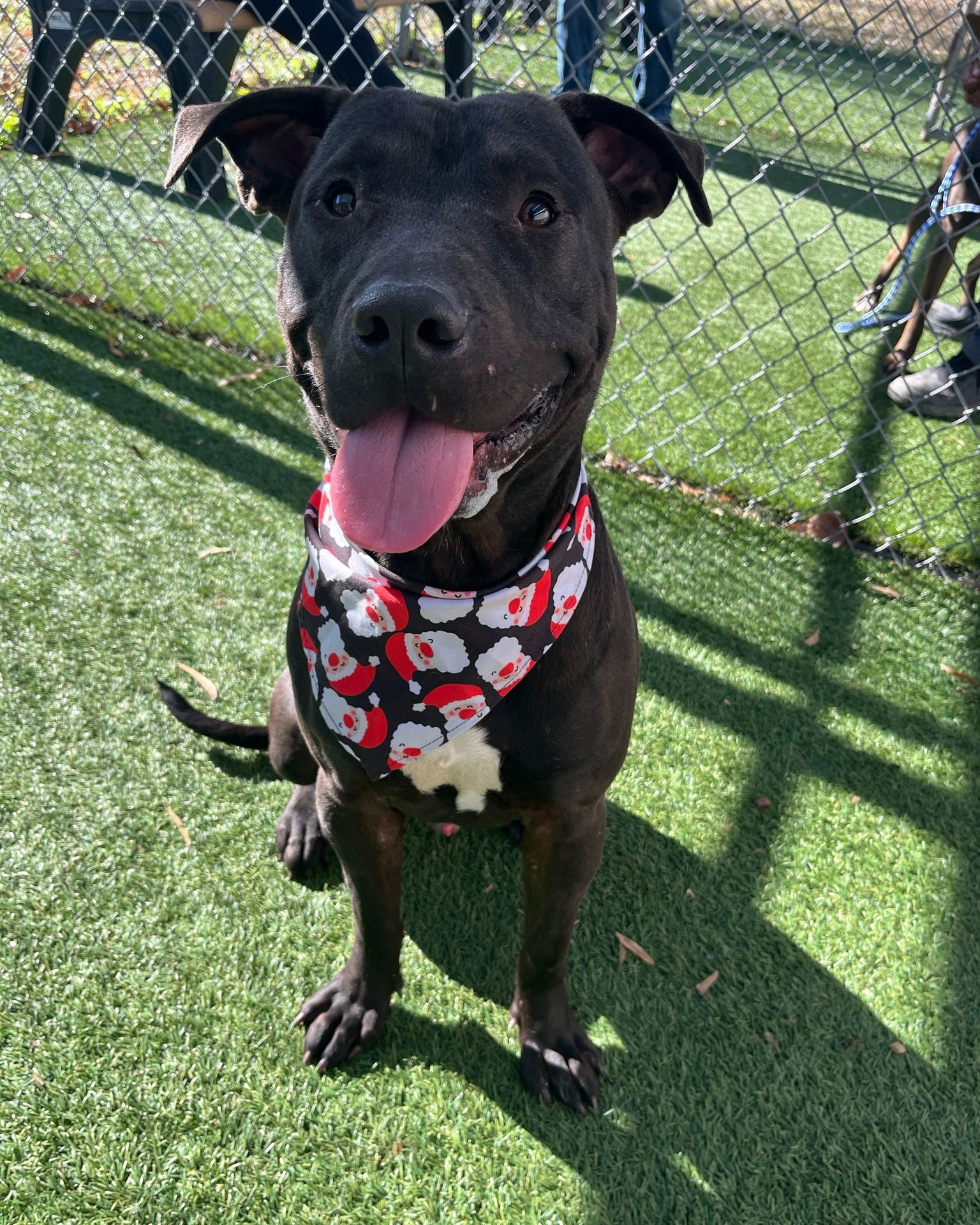 ZIPPER - Pit Bull Terrier / American Staffordshire Terrier available for adoption