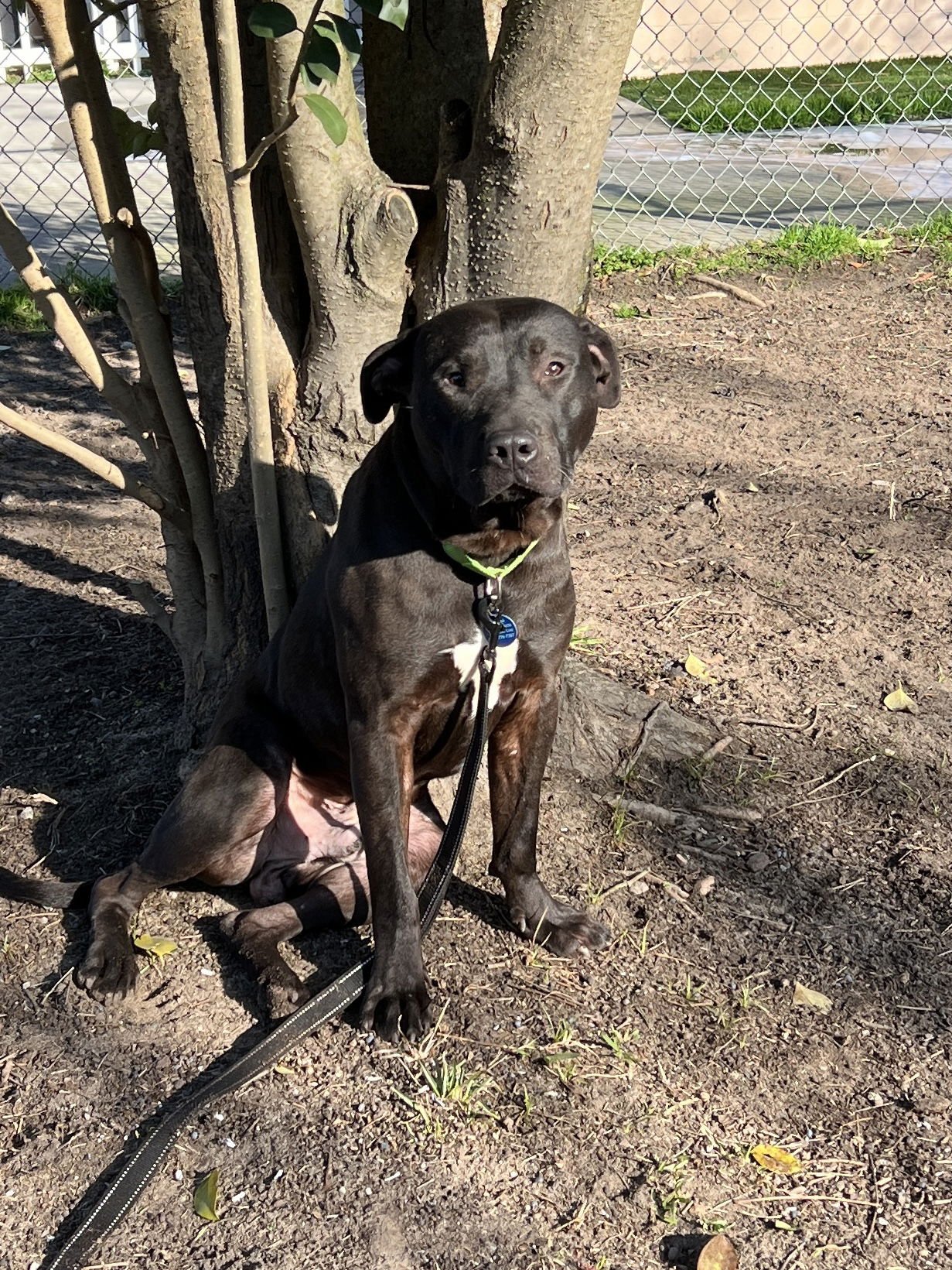 ZIPPER - Pit Bull Terrier / American Staffordshire Terrier available for adoption