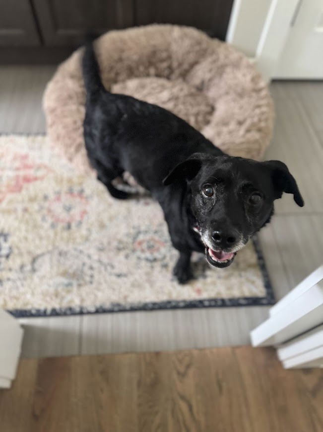 LT DAN - Labrador Retriever / Beagle available for adoption