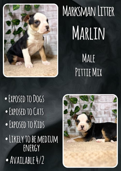MARLIN - MARKSMAN