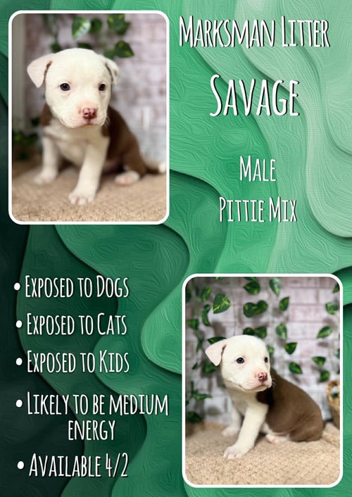 SAVAGE - MARKSMAN