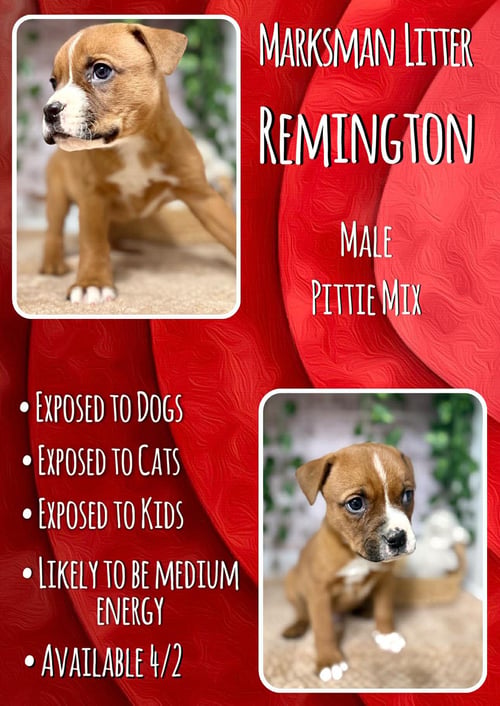 REMINGTON - MARKSMAN - Pit Bull Terrier / Chihuahua available for adoption