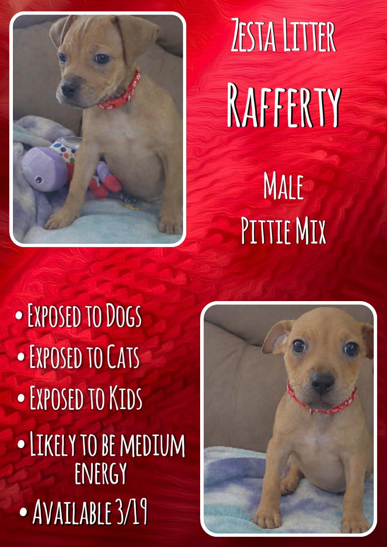 RAFFERTY - ZESTA - Pit Bull Terrier available for adoption