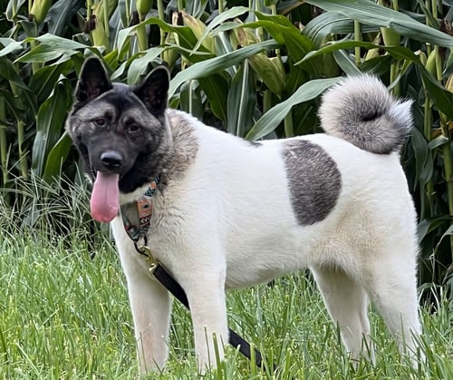 TWINKLE - Akita available for adoption