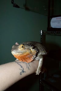 Reggie - Photo 2