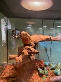 Reggie - Photo 3