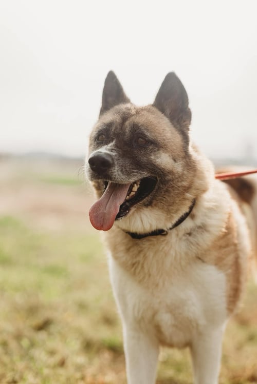 PENELOPE - Akita available for adoption