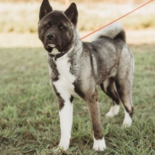 FELICIA - Akita available for adoption