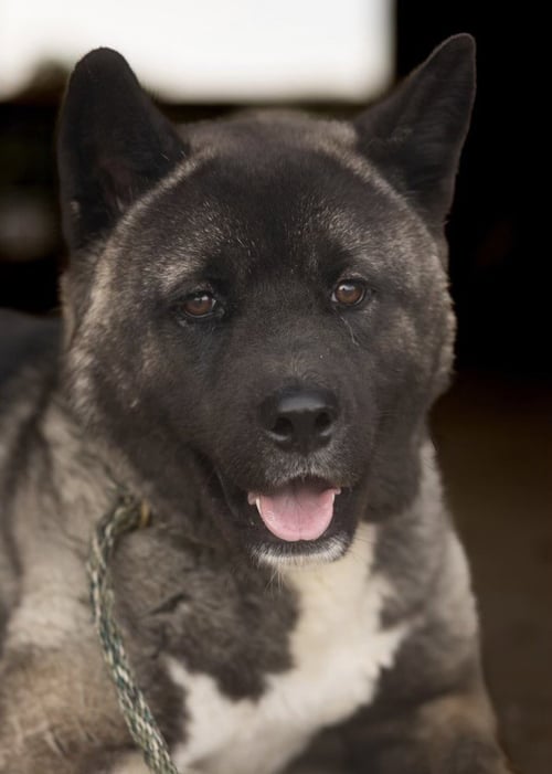 FELICIA - Akita available for adoption
