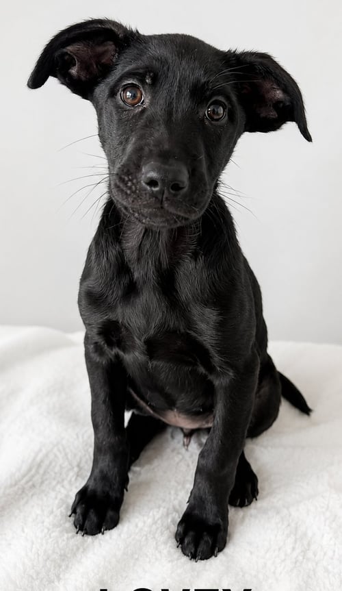 LOVEY - Belgian Shepherd Malinois / Black Labrador Retriever available for adoption