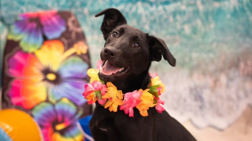 LOVEY - Belgian Shepherd Malinois / Black Labrador Retriever available for adoption