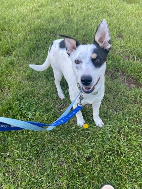 SKYE - Australian Cattle Dog/Blue Heeler / Terrier available for adoption