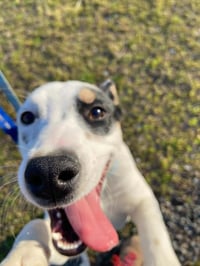 Skye - Photo 4