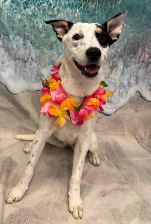 SKYE - Australian Cattle Dog/Blue Heeler / Terrier available for adoption