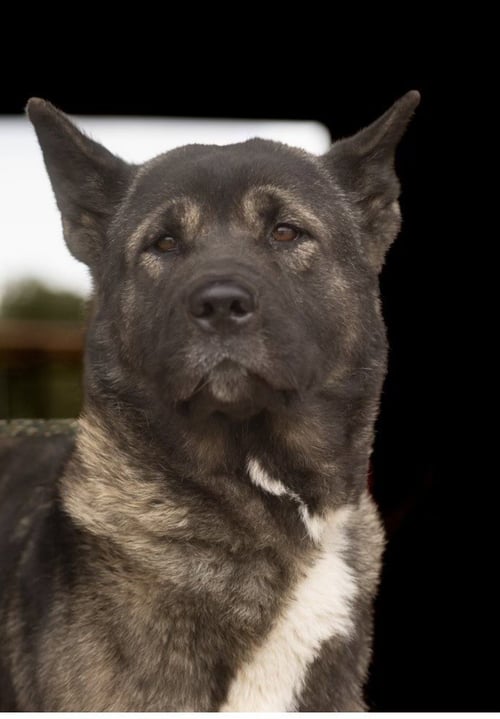 MELI - Akita available for adoption