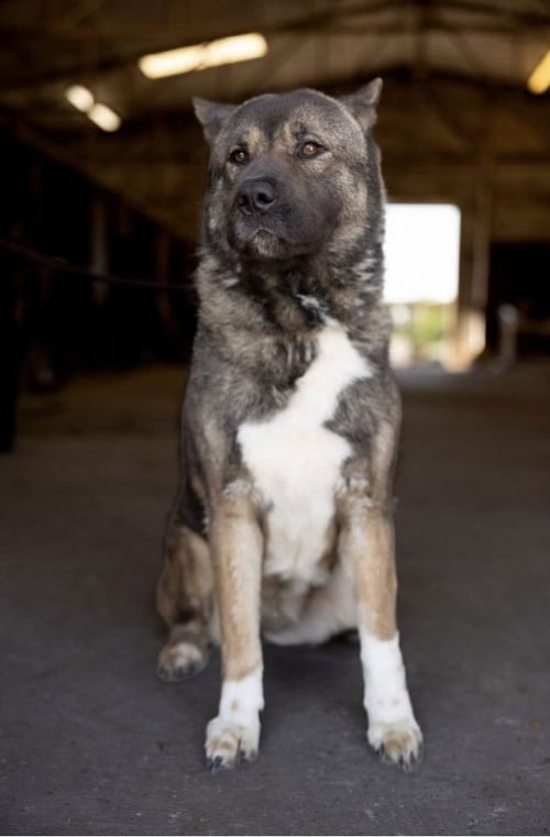 MELI - Akita available for adoption
