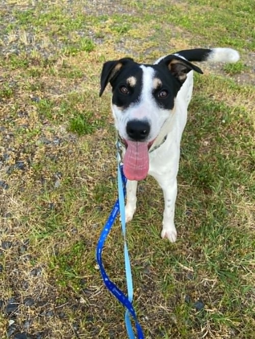 DUDE - Australian Cattle Dog/Blue Heeler / Terrier available for adoption