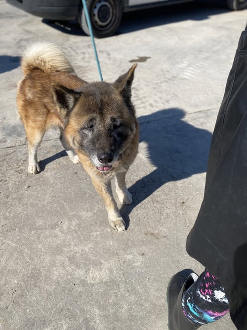 BORIS - Akita available for adoption