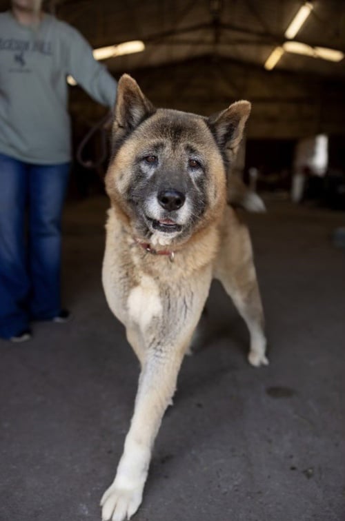 BORIS - Akita available for adoption