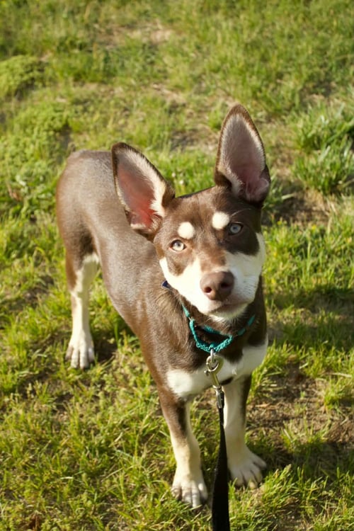 ANTHONY - Husky / Australian Kelpie for adoption in Allentown
