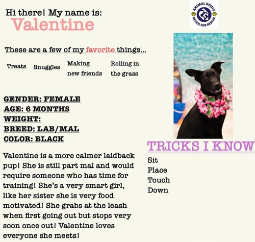 VALENTINE - Belgian Shepherd Malinois / Black Labrador Retriever available for adoption