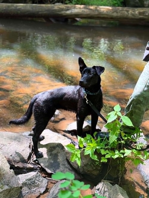 VALENTINE - Belgian Shepherd Malinois / Black Labrador Retriever available for adoption