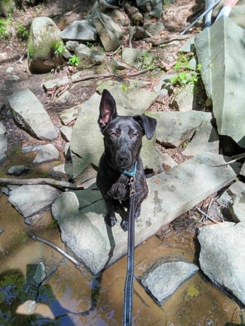 VALENTINE - Belgian Shepherd Malinois / Black Labrador Retriever available for adoption