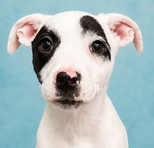 SHADOW - Australian Cattle Dog/Blue Heeler / Terrier available for adoption