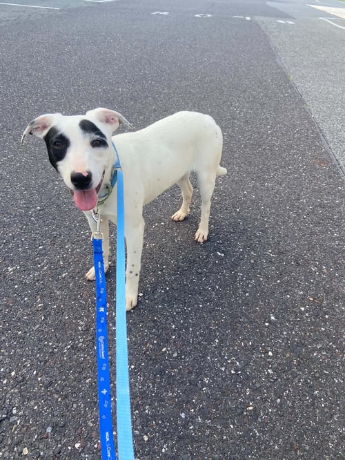 SHADOW - Australian Cattle Dog/Blue Heeler / Terrier available for adoption