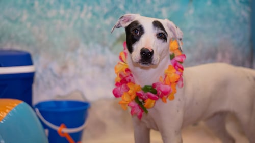 SHADOW - Australian Cattle Dog/Blue Heeler / Terrier available for adoption
