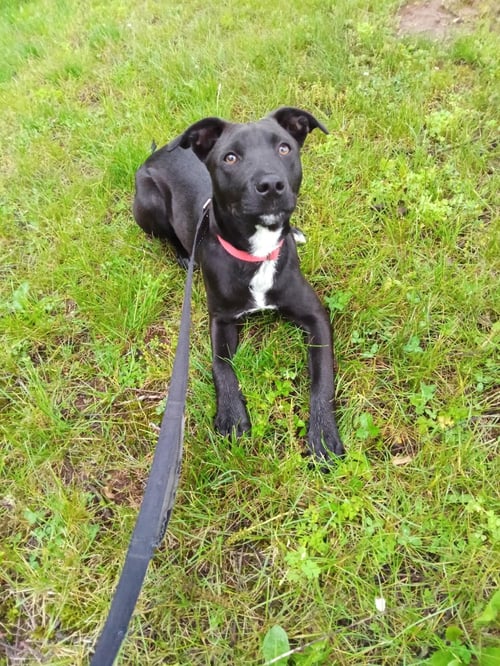 ASH - Labrador Retriever / Terrier available for adoption