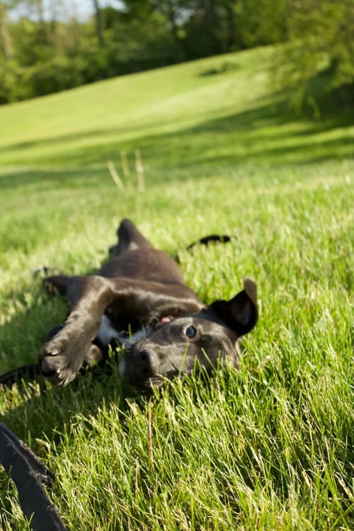 ASH - Labrador Retriever / Terrier available for adoption