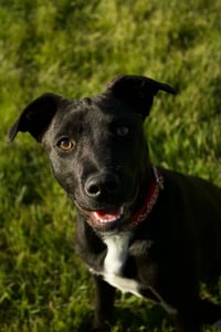 Ash - Photo 4