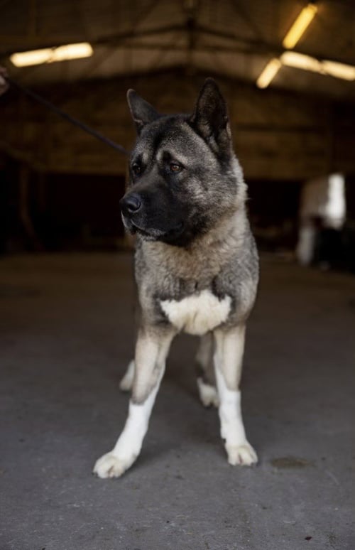 TUMMO - Akita available for adoption