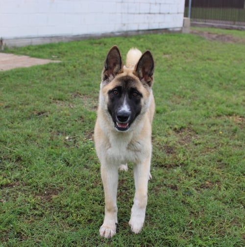 KYLIE - Akita available for adoption