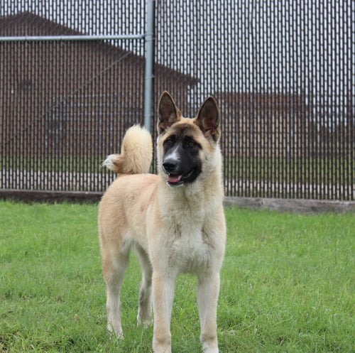 KYLIE - Akita available for adoption