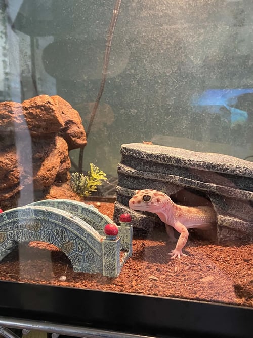 BETTY - Gecko available for adoption